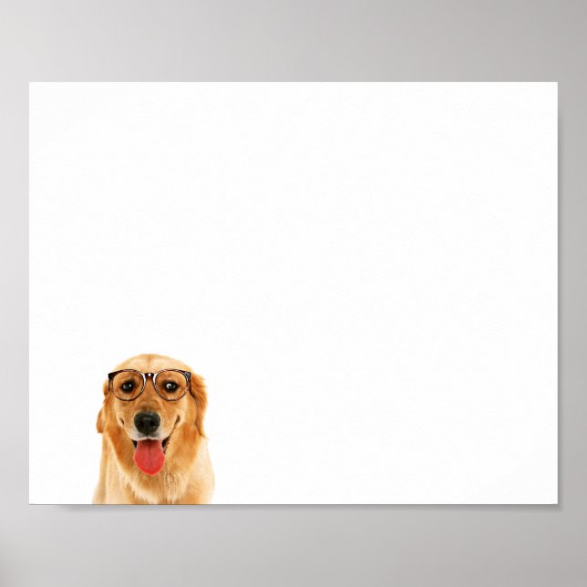 Affiche Sympa chien Golden Retriever (Devant)