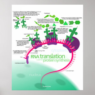Affiche Synthèse de la protéine Diagramme de la traduction