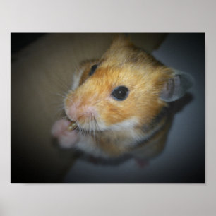 Affiche syrienne de hamster