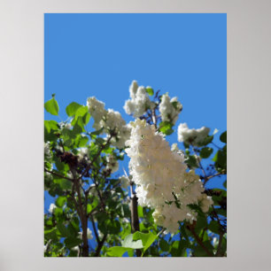 Affiche Syringa, Arbre à fleurs blanc Lilac