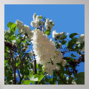 Affiche Syringa, Arbre à fleurs blanc Lilac