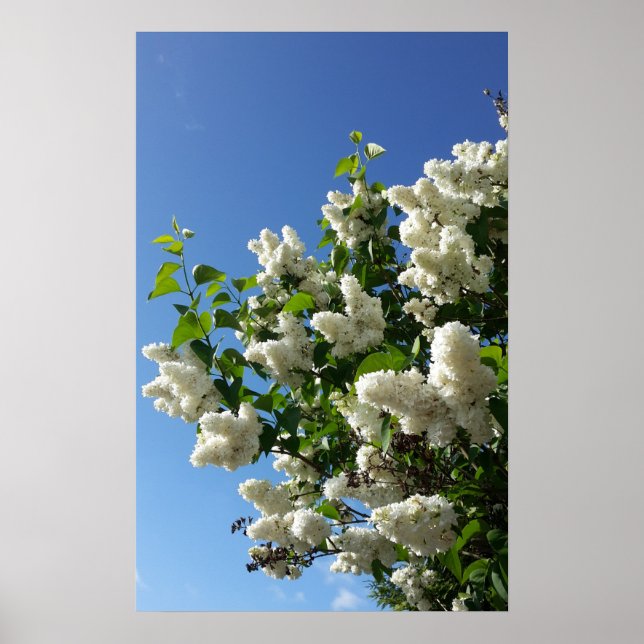 Affiche Syringa, Arbre à fleurs blanc Lilac (Devant)