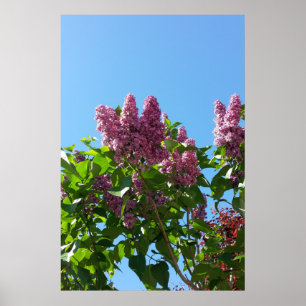 Affiche Syringa , arbre à fleurs de lilas