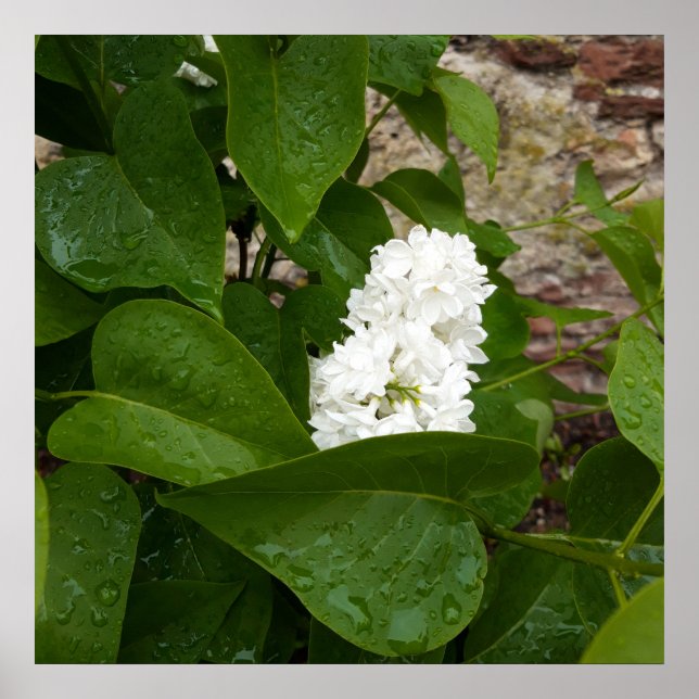 Affiche Syringa, Fleur blanche Lilac avec gouttes de pluie (Devant)