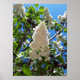 Affiche Syringa , White Lilac Flower Tree 