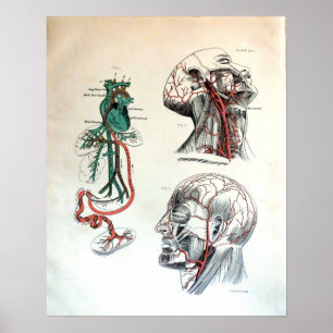 Affiche Système circulatoire crânien