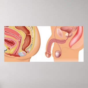 Affiche Système de réduction pour les femmes et les hommes