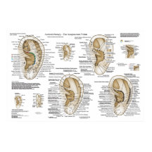 Système européen Auriculothérapie Acupuncture orei