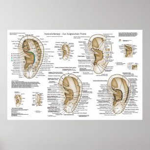 Affiche Système européen Auriculothérapie Acupuncture orei