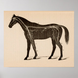 Affiche Système nerveux du cheval Anatomie Vintage Impress