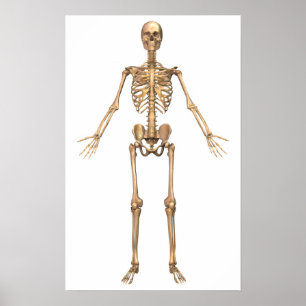 Affiche Système Skeletal humain, Vue avant