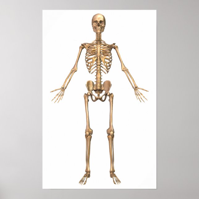 Affiche Système Skeletal humain, Vue avant (Devant)