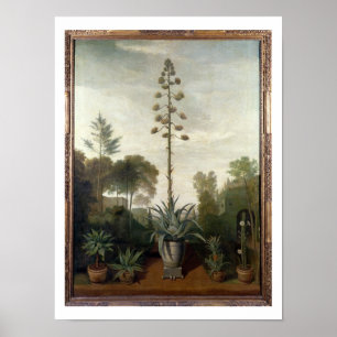 Affiche T33047 un jardin botanique