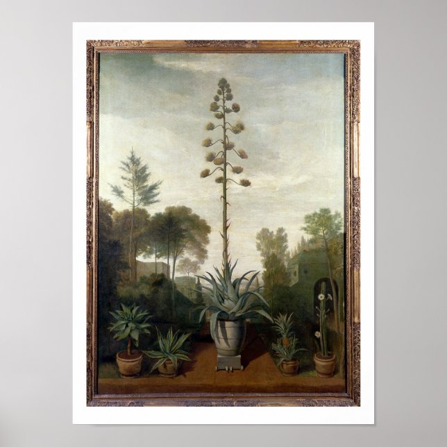 Affiche T33047 Un jardin botanique (Devant)