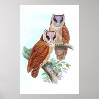 Affiche T-shirt Chouette de la baie Orientale