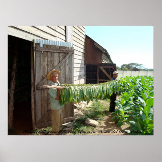 Affiche Tabac entrant dans la berne Curing Pinar del Rio C