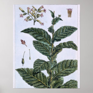 Affiche Tabac plante, plaque 7, de 'Collection Precieuse