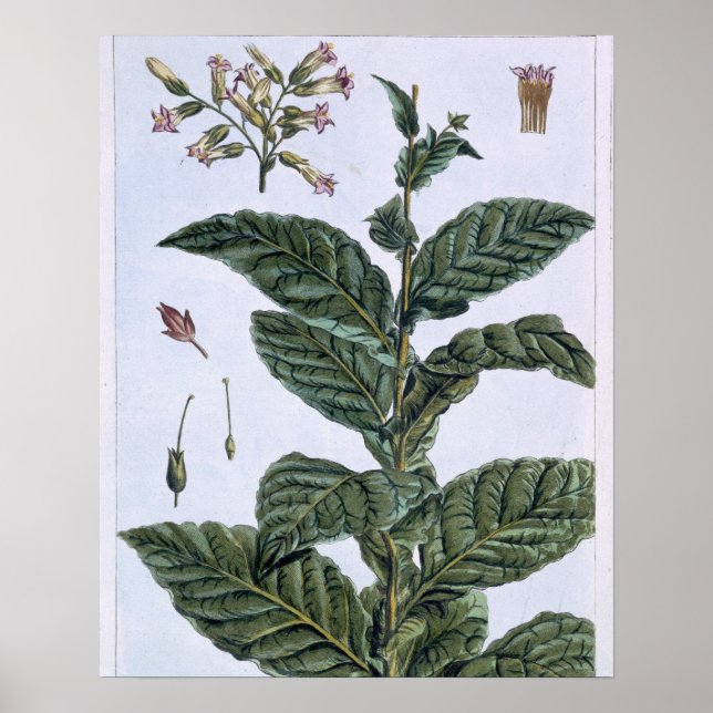 Affiche Tabac plante, plaque 7, de 'Collection Precieuse (Devant)