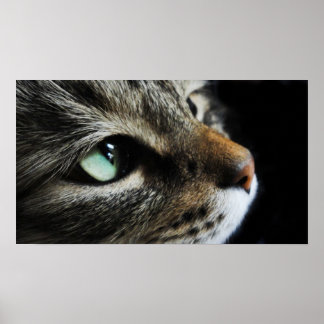 Affiche Tabby