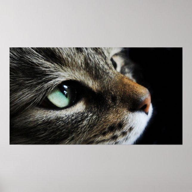 Affiche Tabby (Devant)