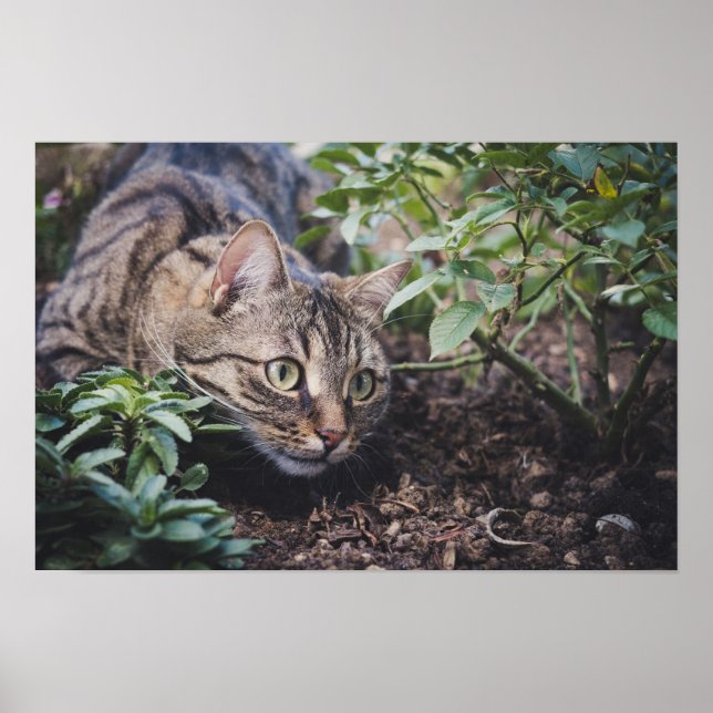 Affiche Tabby Cat à Woods Stalking (Devant)