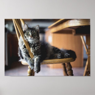 Affiche Tabby Cat on Woooody Dining Chair Photo Imprimer