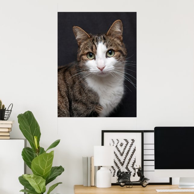 Affiche Tabby Chat avec yeux verts contre Arrière - plan n (Bureau à domicile)
