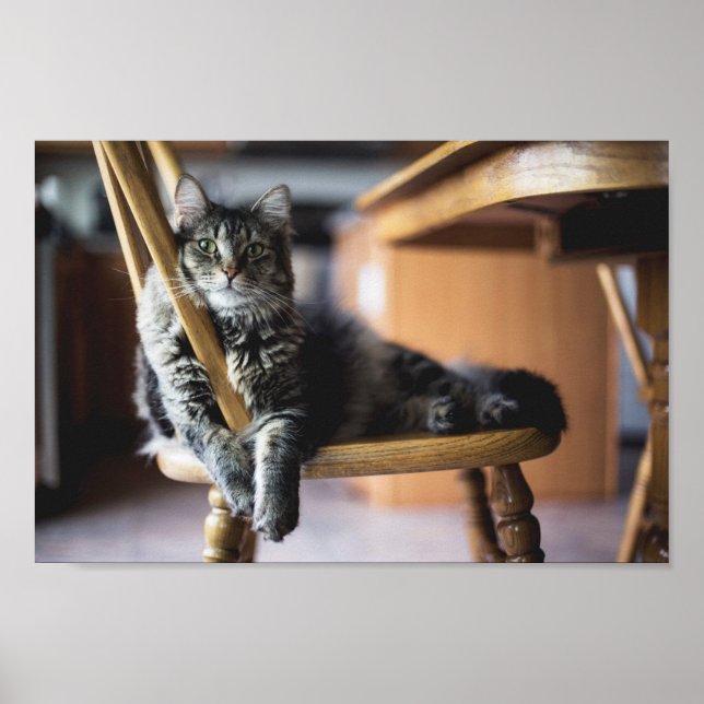 Affiche Tabby Chat sur Chaise à manger en bois Imprimer (Devant)