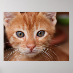Affiche Tabby rouge