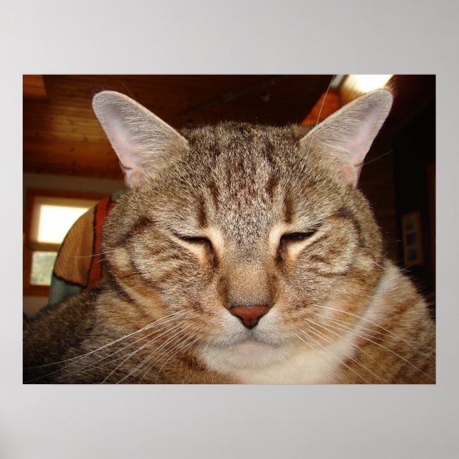 Affiche Tabby Tiger Cat (Devant)