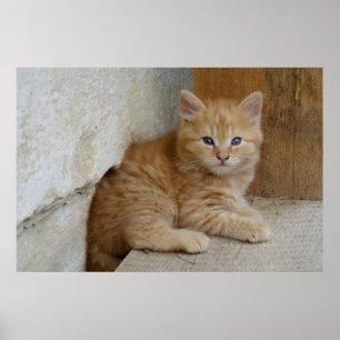 Affiche Tabby Tomcat Kitten