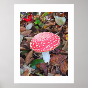 Affiche Tabouret rouge, Amanita muscaria