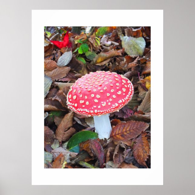 Affiche Tabouret rouge, Amanita muscaria (Devant)