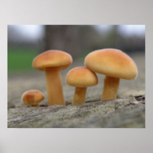 Affiche Tabourets Tabourets Macro Print