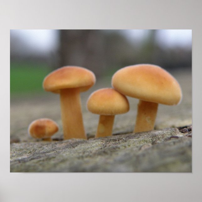 Affiche Tabourets Tabourets Macro Print (Devant)
