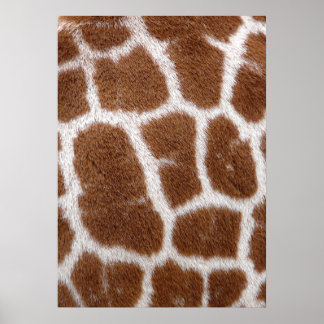 Affiche Taches de girafe