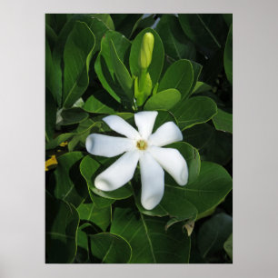 Affiche Tahitian Gardenia