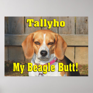 Affiche Taïaut mon bout de beagle ! Beagle grincheux