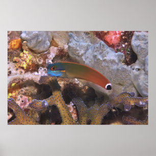 Affiche Tail Spot Blenny