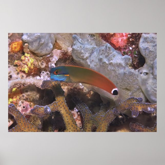 Affiche Tail Spot Blenny (Devant)