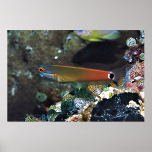 Affiche Tail Spot Blenny