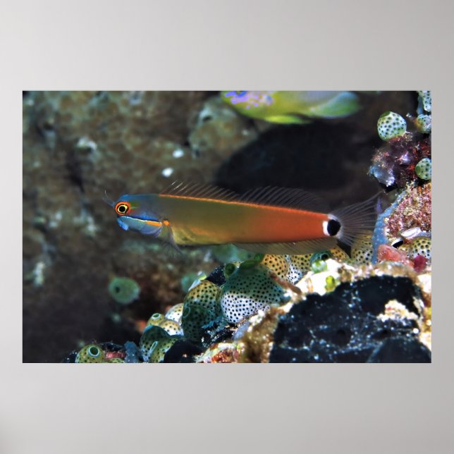 Affiche Tail Spot Blenny (Devant)
