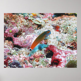 Affiche Tail Spot Blenny