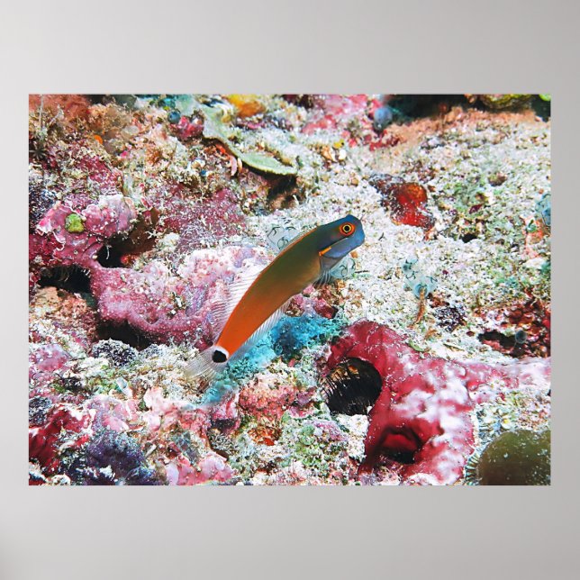 Affiche Tail Spot Blenny (Devant)
