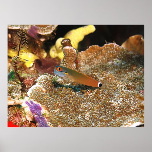 Affiche Tail Spot Blenny de Raja Ampat (Devant)