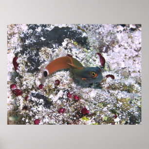 Affiche Tail Spot Blenny en S Pose