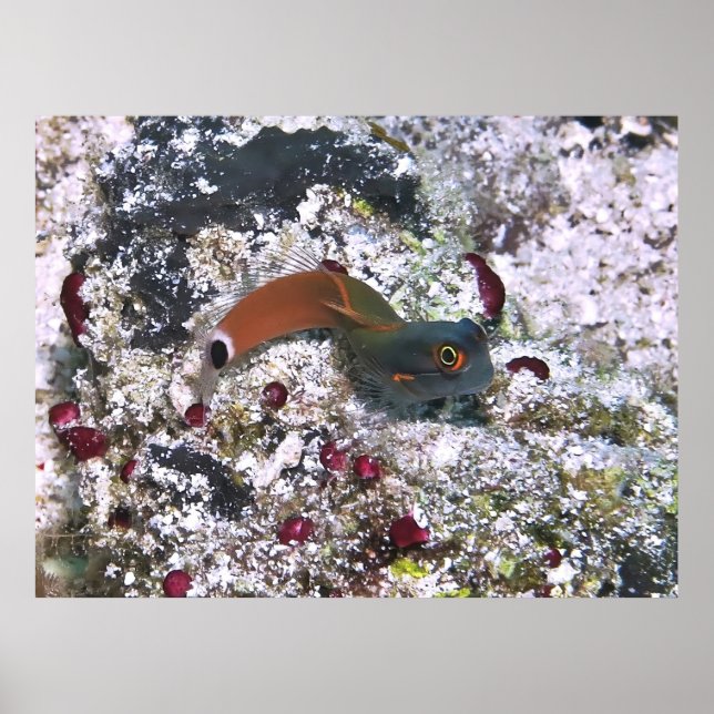 Affiche Tail Spot Blenny en S Pose (Devant)
