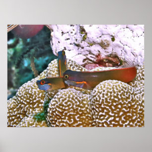 Affiche Tail Spot Blenny Trio