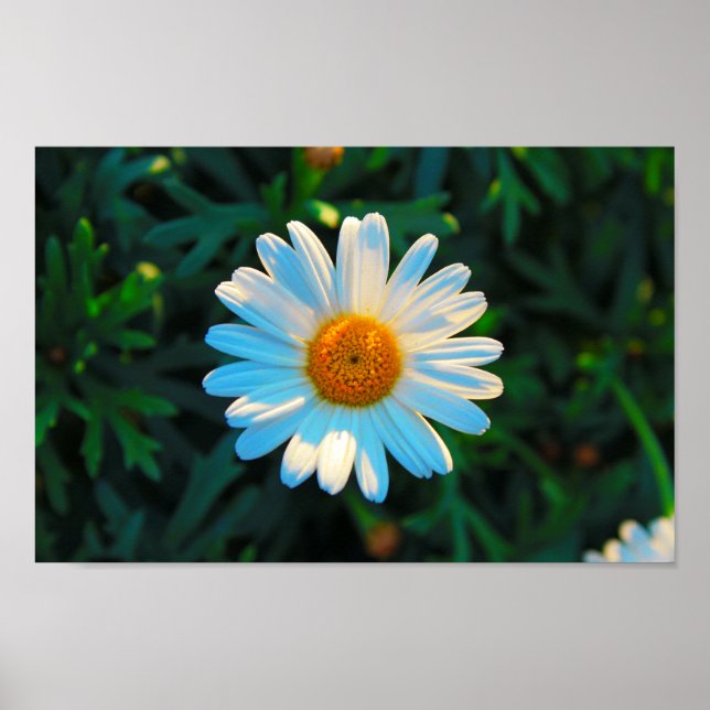 Affiche Taille unique (Devant)