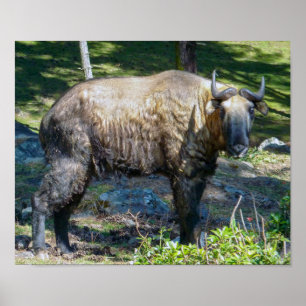 Affiche Takin, national animal of Bhutan - Himalaya, Asia